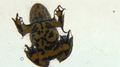 http://www.br.de/fernsehen/bayerisches-fernsehen/sendungen/querbeet/garten-portraits/05-botanischer-garten-bayreuth100.html