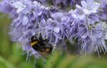 https://www.uni-bayreuth.de/press-releases/bumblebees