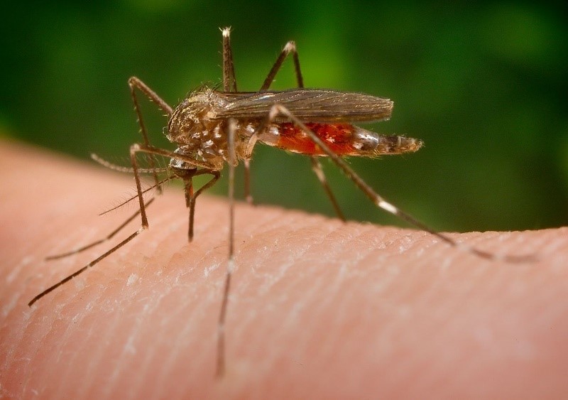 Aedes japonicus