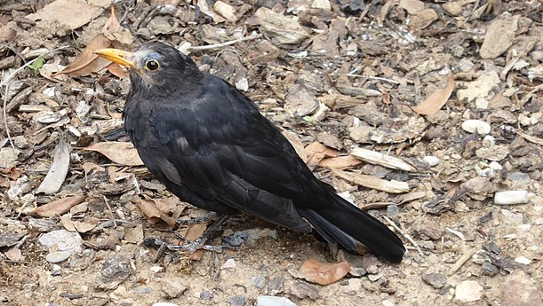 Amsel mit Usutu-Symptomen