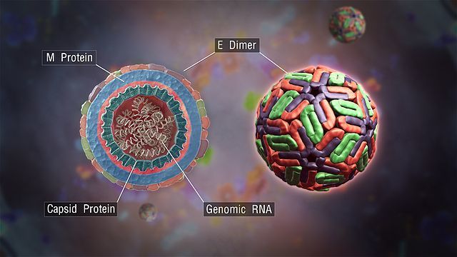 Dengue-Virus