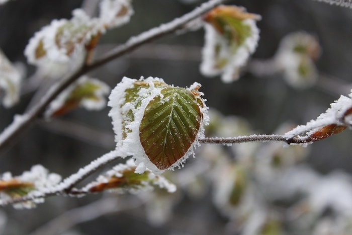 Spätfrost Rotbuche