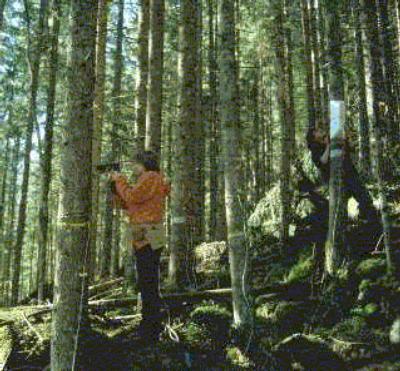 Forest Ecology