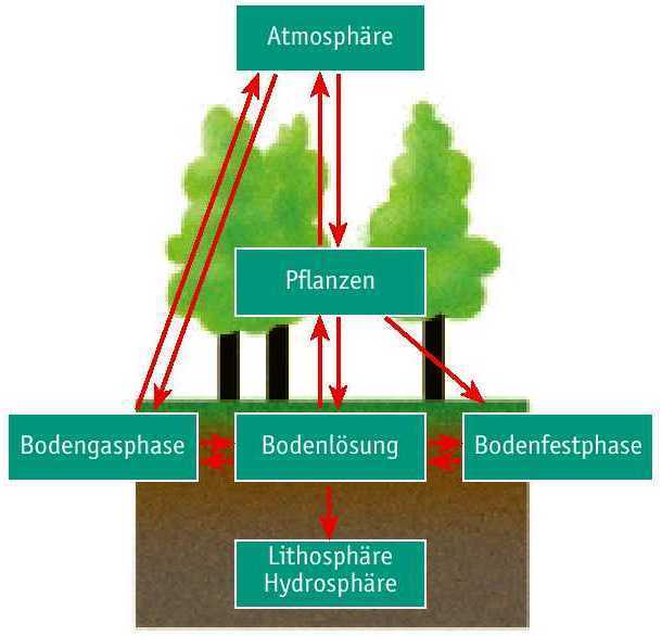 Bodenökologie Schema