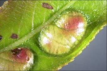Pontania proxima Pontania proxima