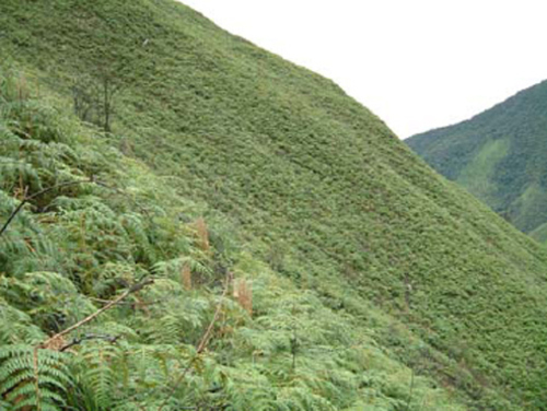 Ecuador Adlerfarn