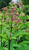 Eupatorium fistulosum