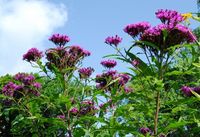 Vernonia gigantea