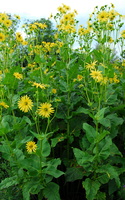 Silphium perfoliatum