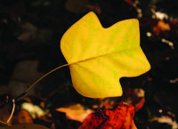 Gingko im ÖBG