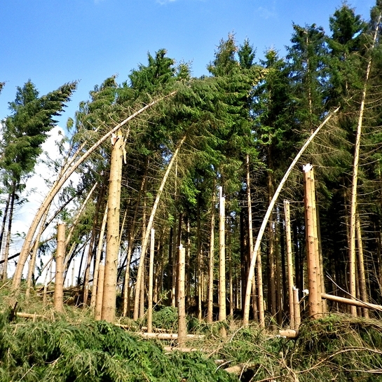 sturmschaden
