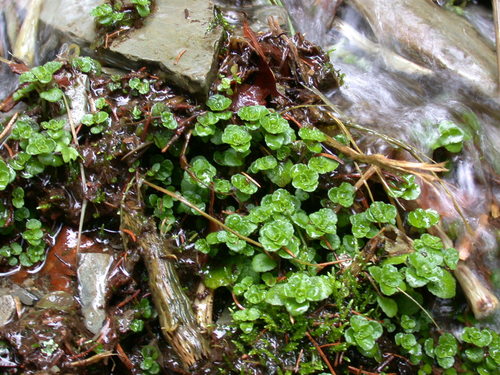 Biodiversität: Verbreitung, Funktion, Erhaltung