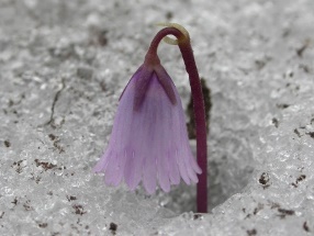 Soldanella_VortragRixen