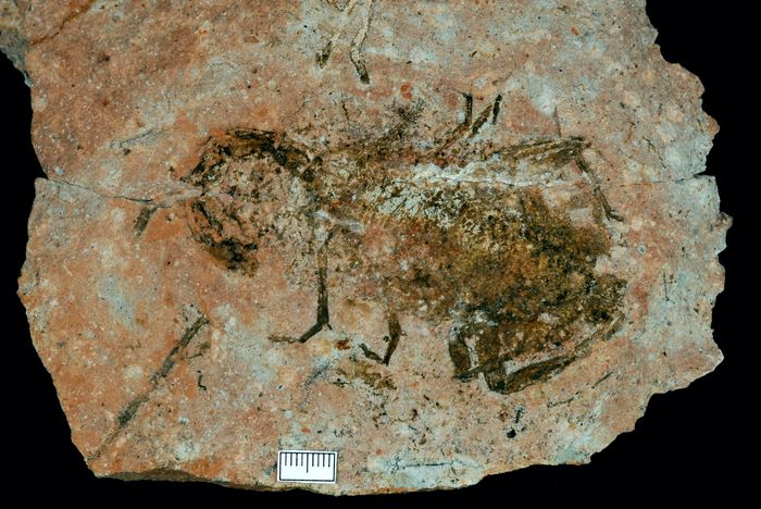 Fossiler-Skorpion_RonnyRoessler