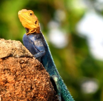 Agama kirkii, Zimbabwe, Mvuri_Richard Page_1