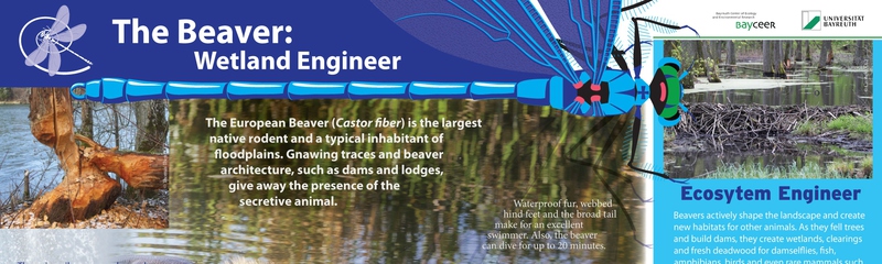The Beaver: Wetland Engineer
