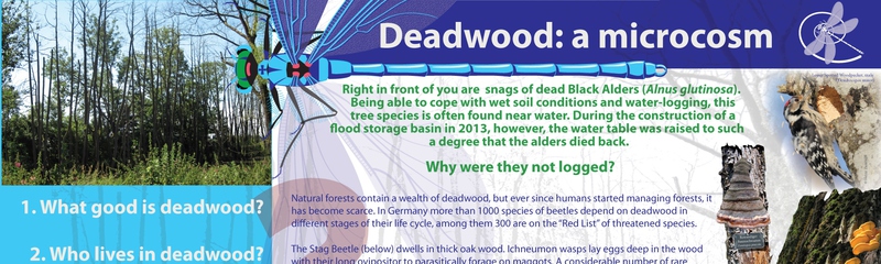 Deadwood: a microcosm