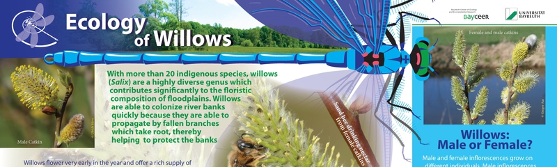 Ecology of Willows