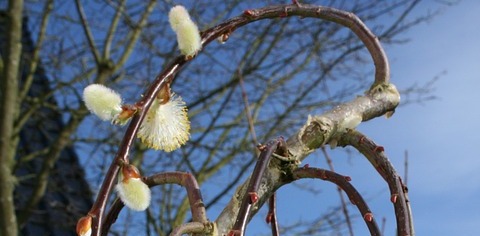 Weidenkätzchen Gartenbau