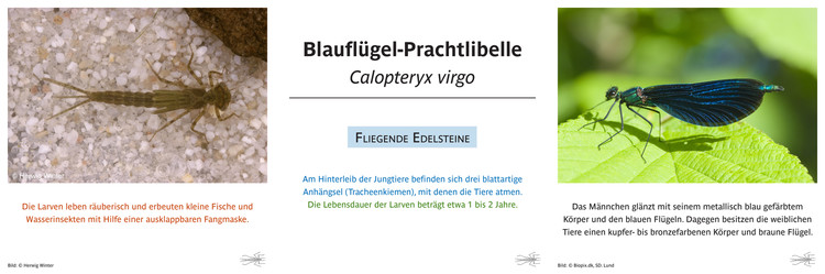 Blauflügelige Prachtlibelle