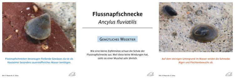 Flussnapfschnecke