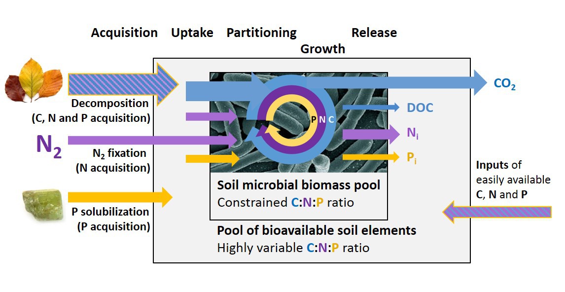 DFG SP1389/6-1: Stoichiometric homeostasis of soil microorganisms as a driver of element cycling in grasslands