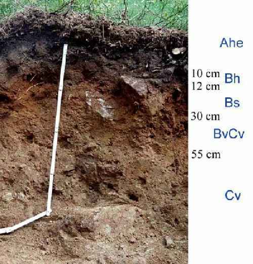 Profil der podsol-Braunerde am Waldstein