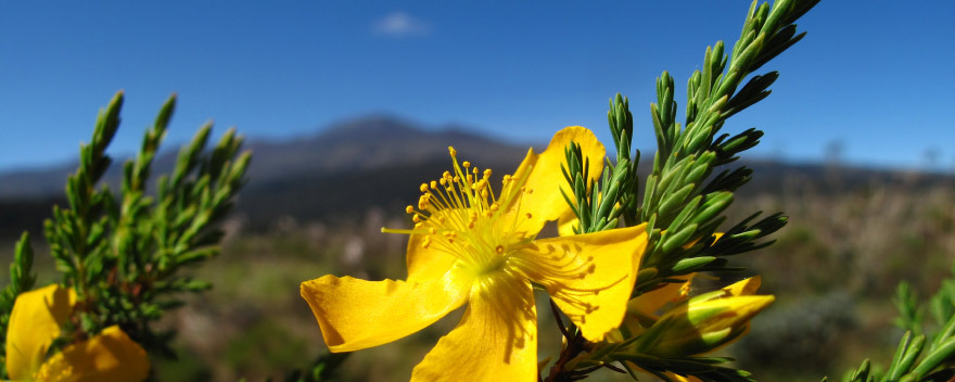 Hypericum - Vortrag N. Nürk