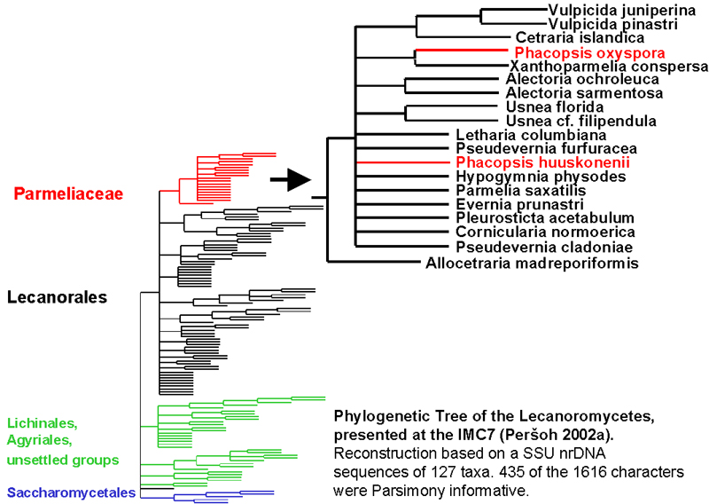 Phylogenetic tree of the Lecanoromycetes