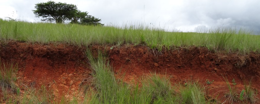 soil profile red