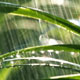 regen