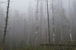 Nebel im Fichtenwald