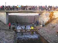 Entnahme der Fische aus der Abfischgrube