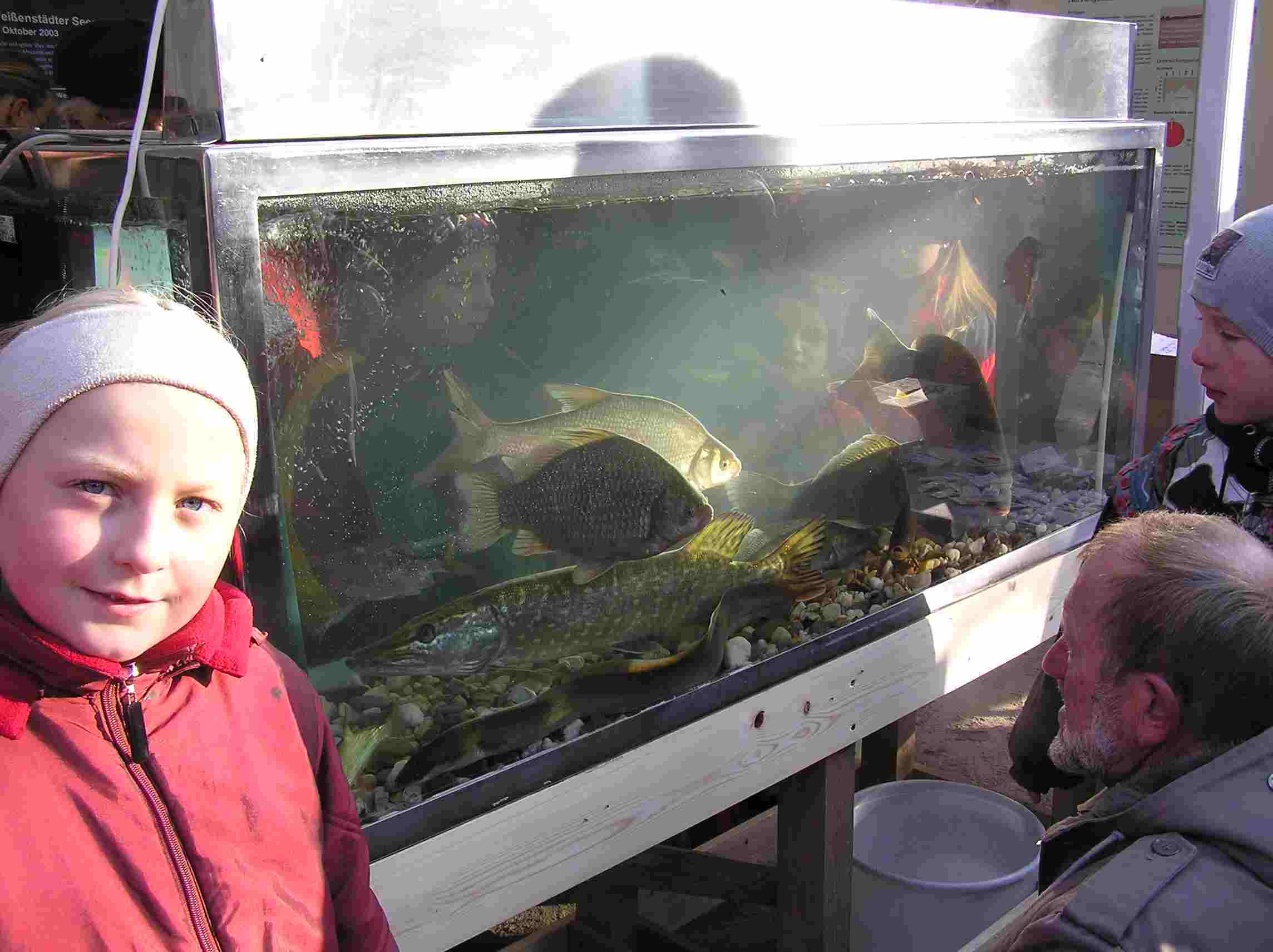 Die Fische des Sees werden im Aquarium bestaunt