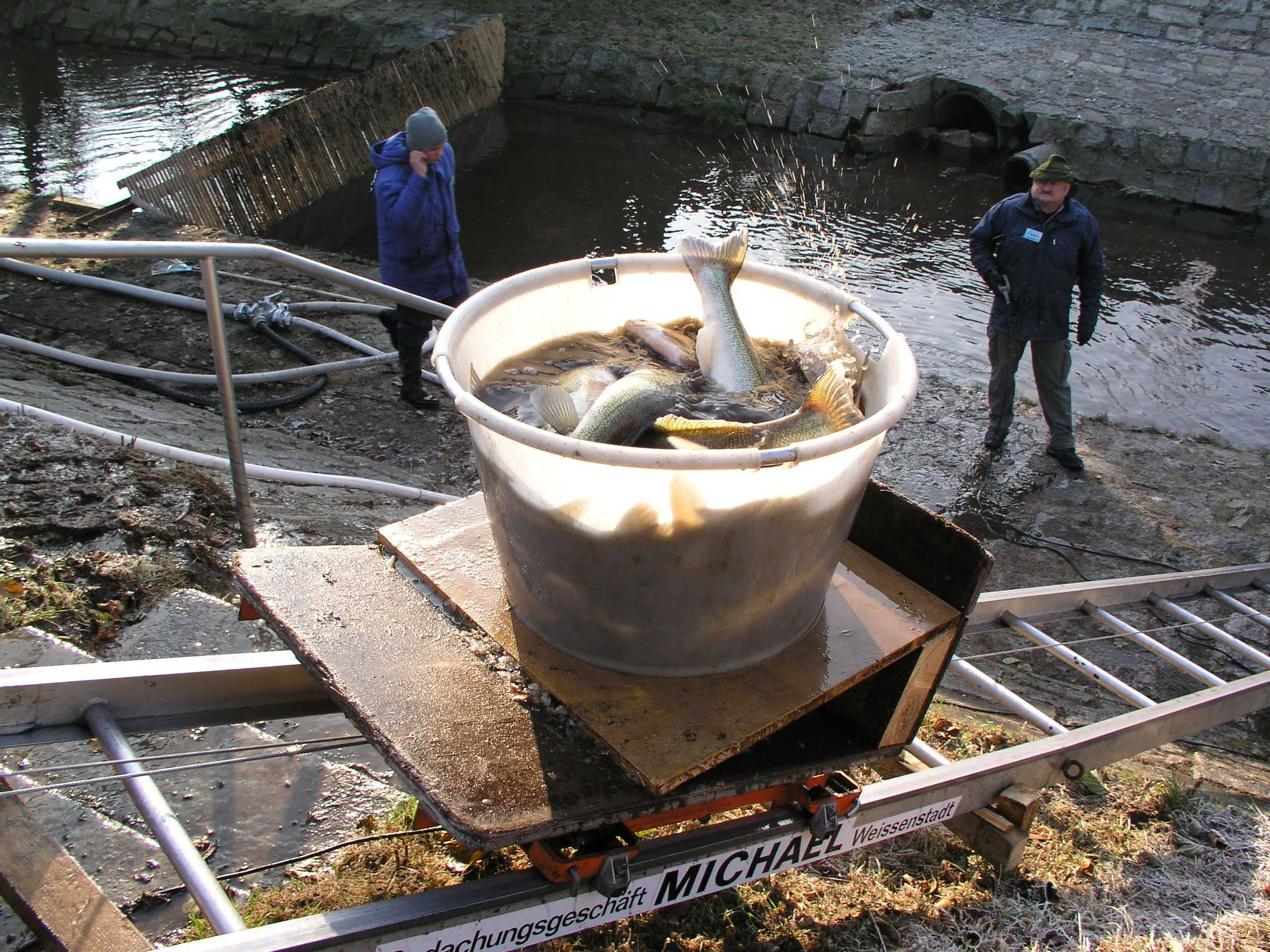 Aufzug fr die Fische