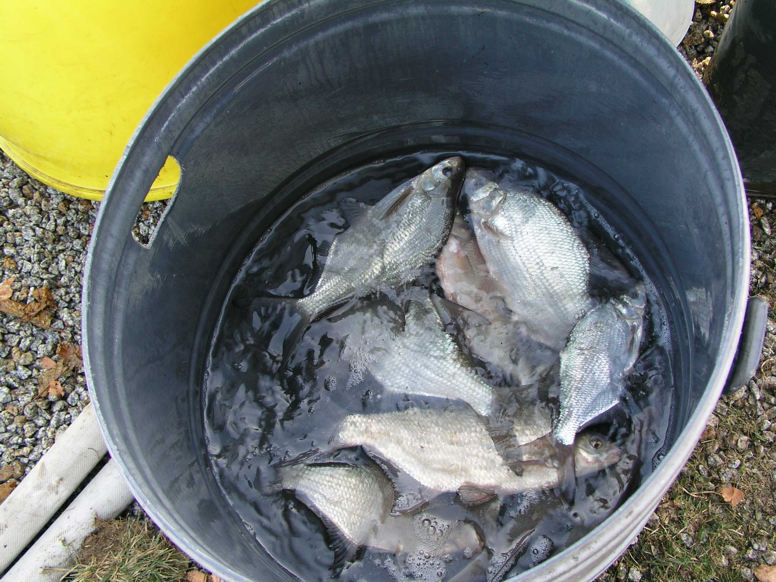 Weifische im Eimer