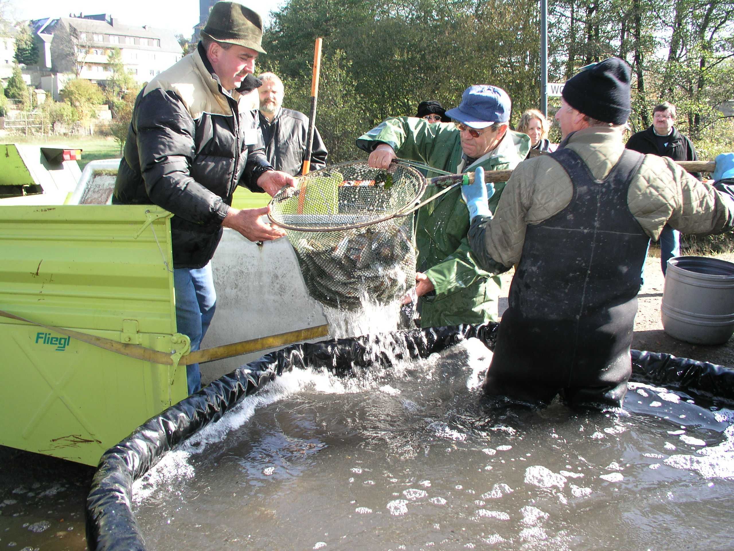 Abtransport der Fische