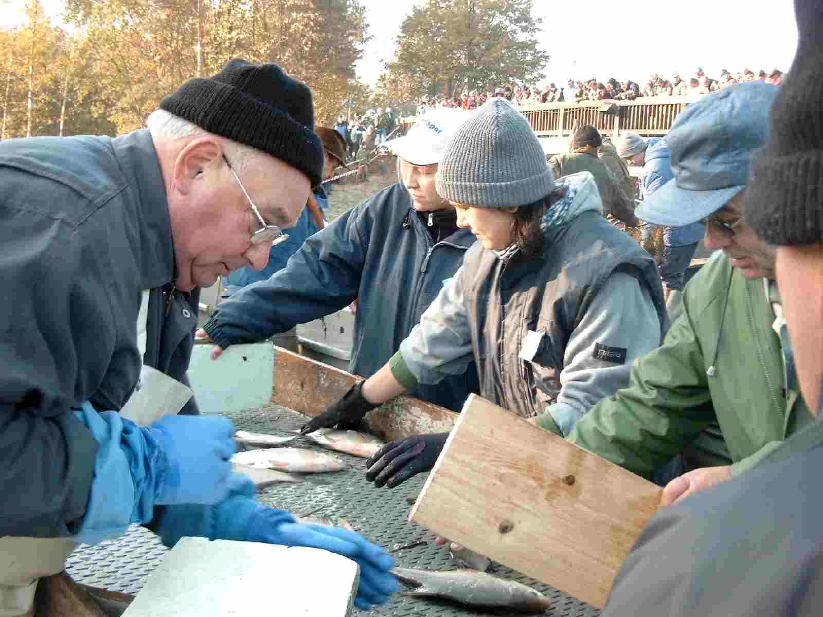 viele Helfer beim Sortieren der Fische