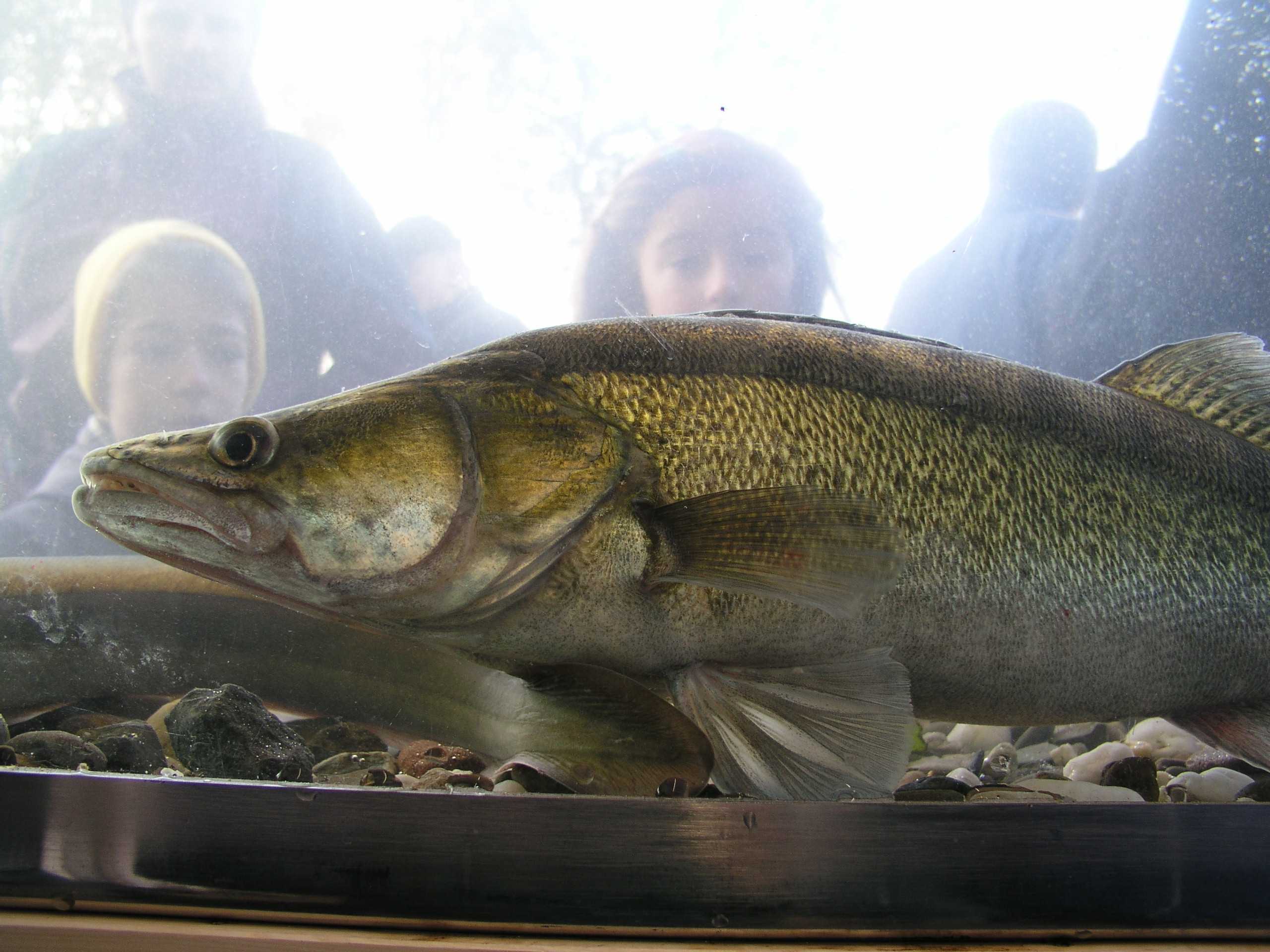 Staunen hinter dem Aquarium.
