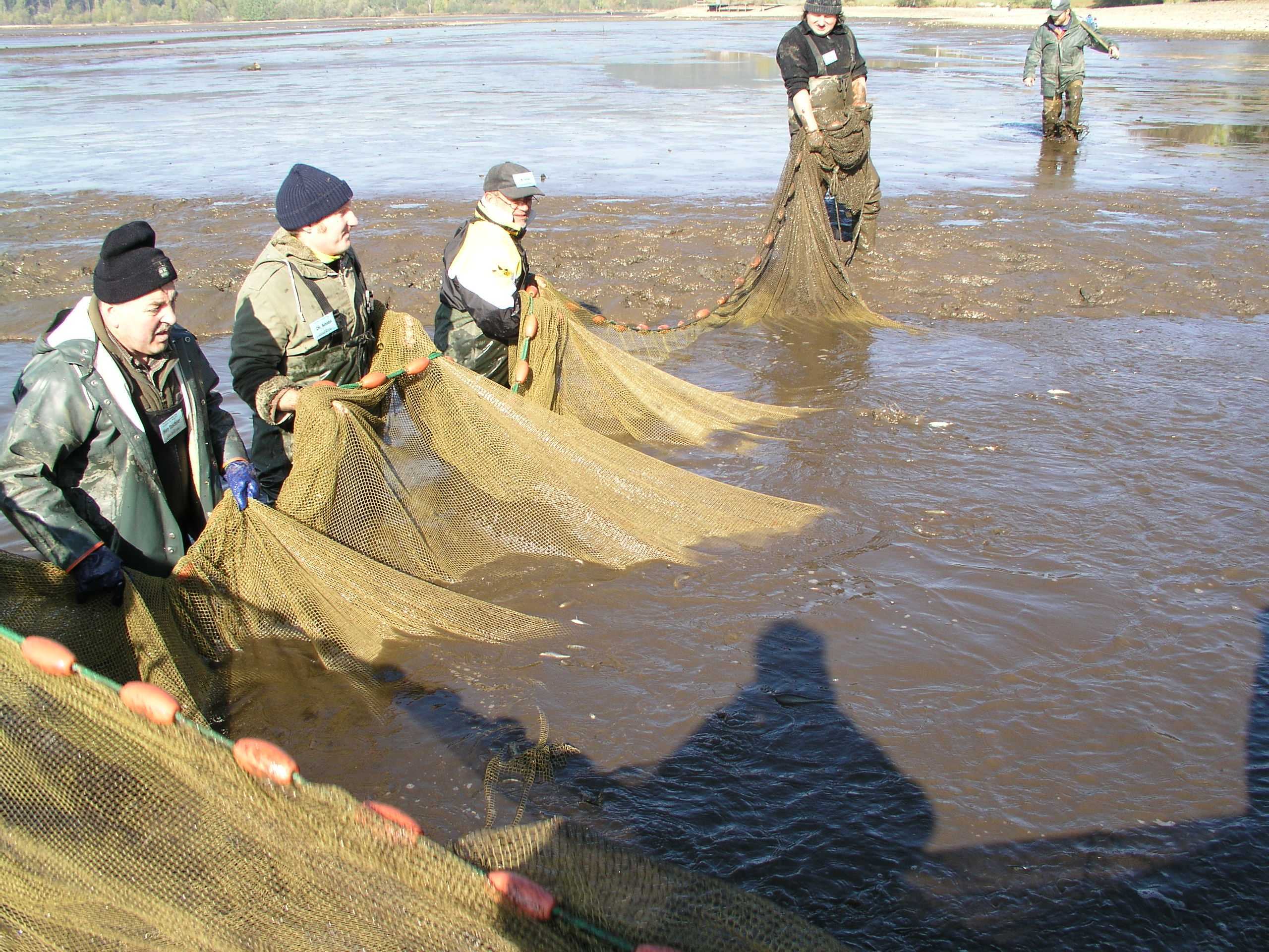 Mit einem groen Netz werden die Fische zum Wehr getrieben.