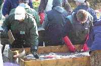 Fische auf dem Sortiertisch
