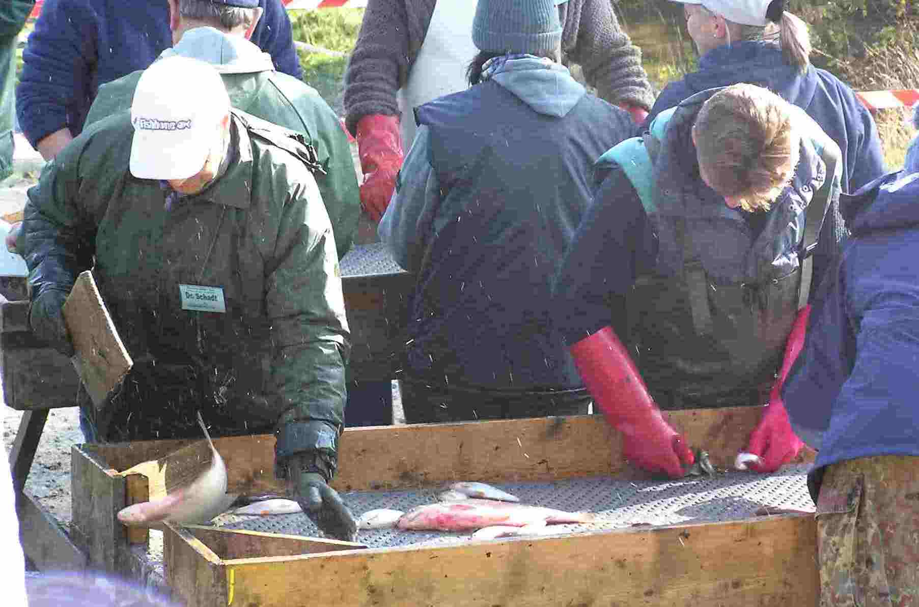 fische auf dem Sortiertisch