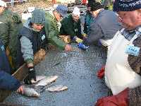 jeder Fisch in den passenden Bottich