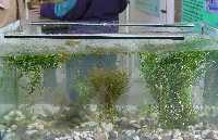 Wasserpflanzen im Aquarium