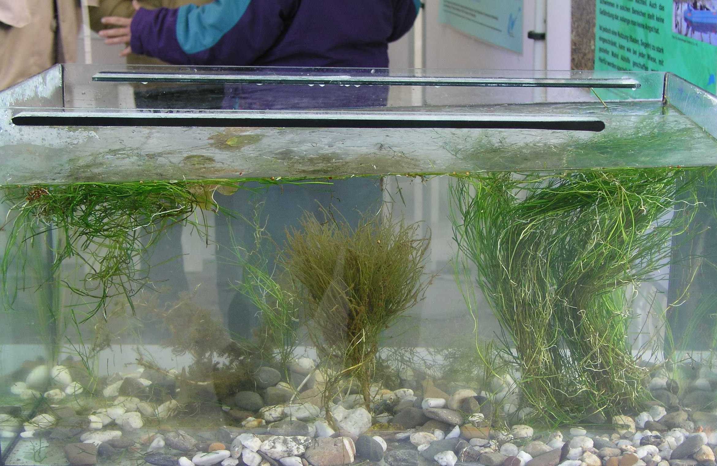 Wasserpflanzen im Aquarium.