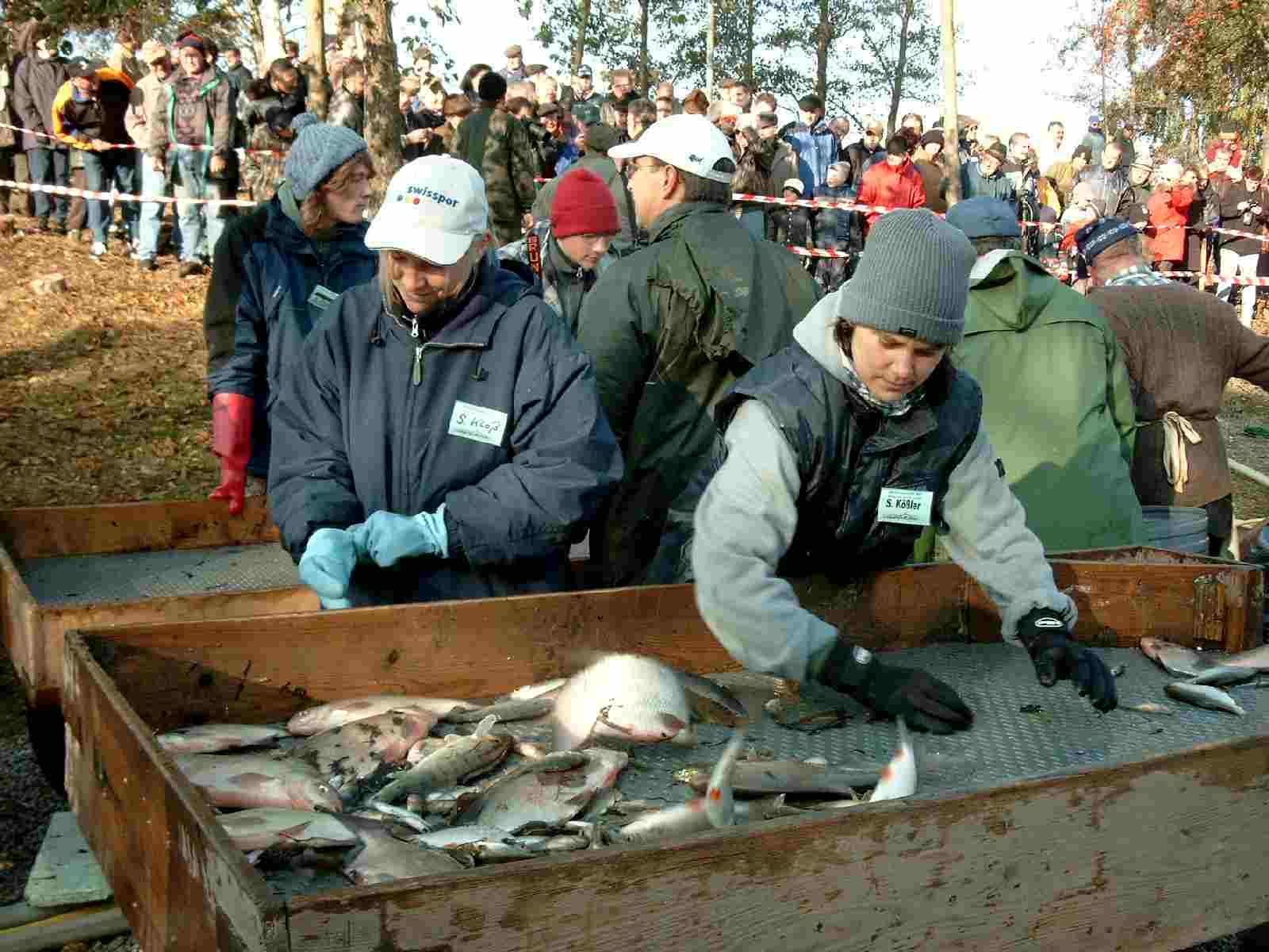 viele Weifische wurden entnommen