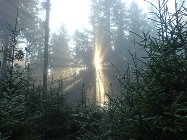 Herbstsonne im Waldstein