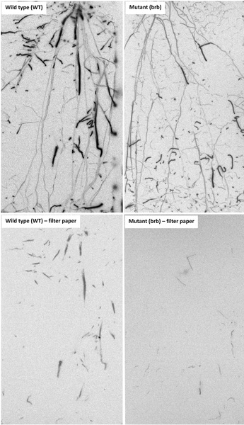 14C phosphor images of the root system of the barley plants (top) and of the root exudates that diffused into the filter paper (bottom) which was attached to the plant during labelling. The intensity of dark colour corresponds to 14C activity.