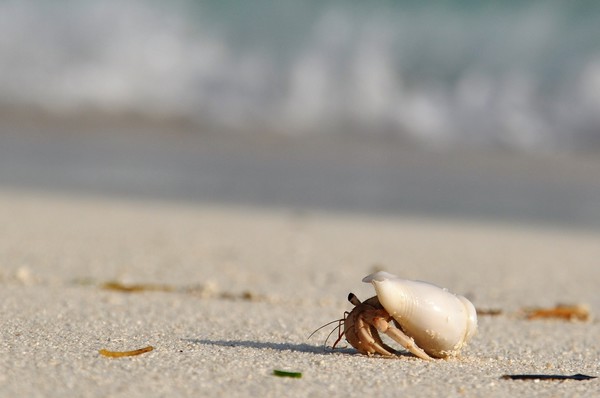 Hermit Crab