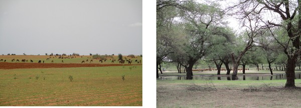 Coexistance of differnet agro-pastoralist activities in the wetlands and the surrounding areas